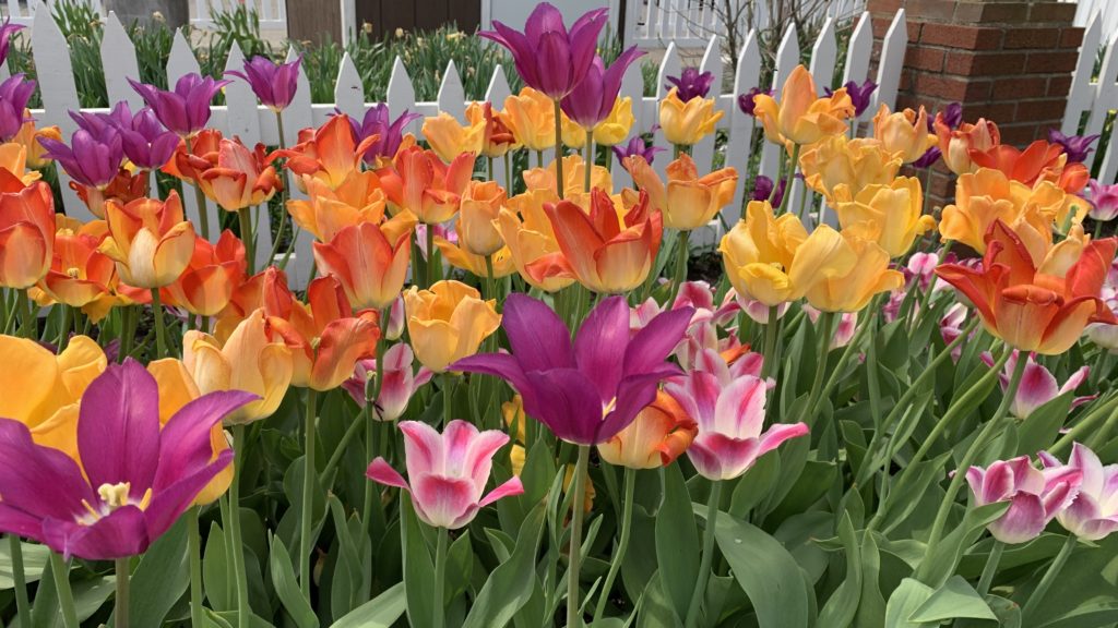 Tulips in Holland, Michigan
