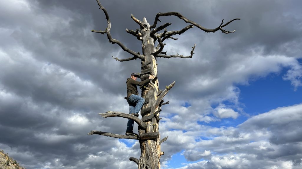 Jason climbs a dead tree using old steps nailed to the trunk at the DD dude ranch in Wyoming