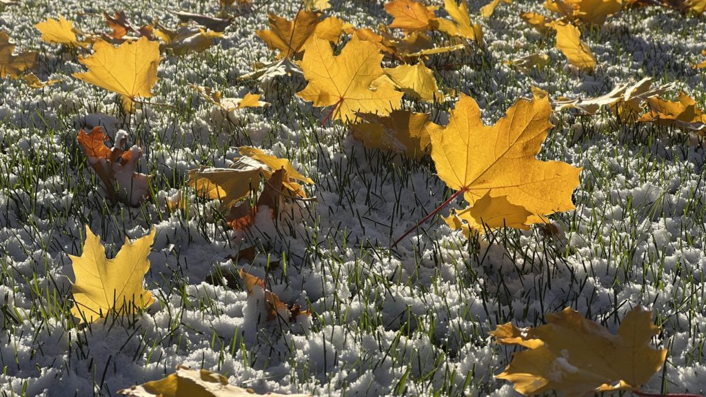 Yellow maple leaves resting in the green grass poking through a light snow