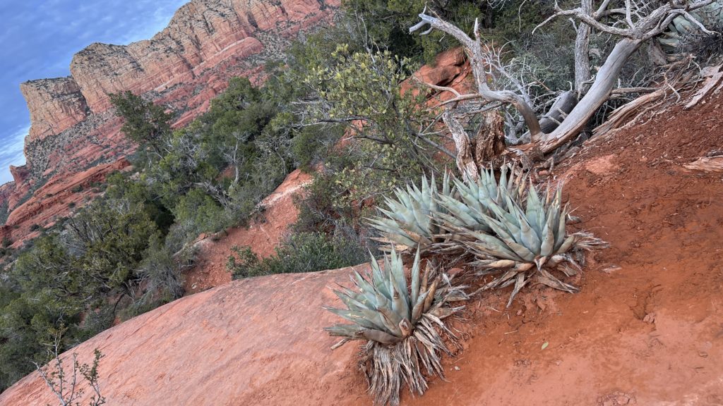 Sedona, Arizona red rock scenery with cactus
